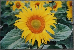 Yellow Sunflower Original Glossy Photograph Print Signed Harjdein Numbered 24×16