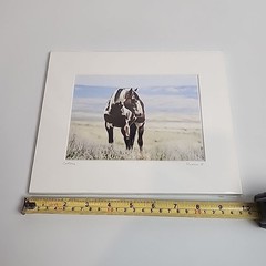 Horse Photograph Lot of 3 Equestrian Caroline Christie Signed Matted