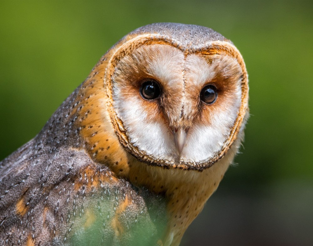 Barn Owl 11×14 Photograph Print 11″x14″