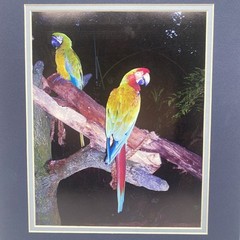 Matted Parrots Birds Photo Print 11 X 14 Wall Art Gallery Decor