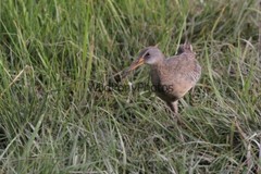 Clapper Rail Photo- Pick one Image – Various Sizes