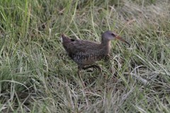 Clapper Rail Photo- Pick one Image – Various Sizes