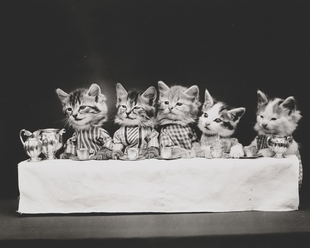 cat kitten kitty art print Harry Whittier Frees 8×10 vintage photo picture #10