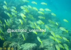 Digital Image Picture Photo Pic Andaman India underwater coral life scuba AND092