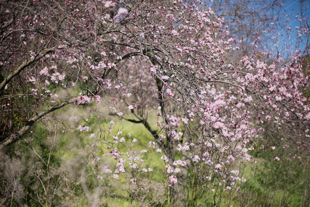 Digital Image Picture Photo Wallpaper: Blooming Pink Cherry Tree