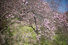Digital Image Picture Photo Wallpaper: Blooming Pink Cherry Tree