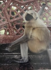 FRAMED PHOTOGRAPH – Indian Monkey Temple Signed 18 X 22