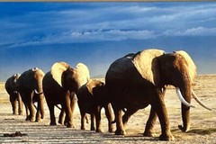 Thomas D. Mangelsen’s “The Long Journey” Limited Edition Signed Photo #293/1200
