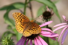 Butterflies Photo, Pick One Image – Various Sizes