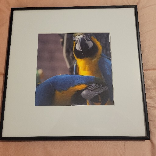 Blue and Yellow Macaw, Framed Fine Art Photography Gorgeous Parrot Bird Nature
