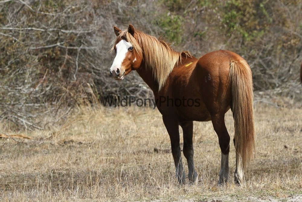 Chincoteague Pony Photo -Stallion – Ken – Pick One Image -Various Sizes