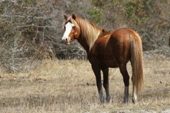 Chincoteague Pony Photo -Stallion – Ken – Pick One Image -Various Sizes