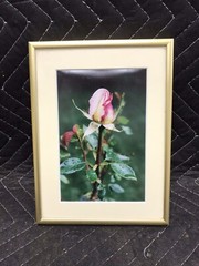 Framed & Matted Photograph “Peace Rose After The Rain” Switzer Custom Frame
