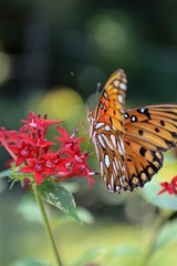 Fine Art Photograph Prints ( Orange Butterfly )