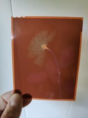 Medical Photography X Ray Old A Rose Alain Pol Kodak 73