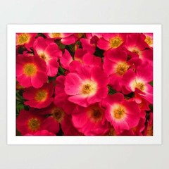 art print 17″ x 13″ Flourish of Red Photography flowers blossoms nature garden