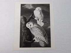 1966 John Audubon Birds America Set 7 Photographs for NY Historical Society Book