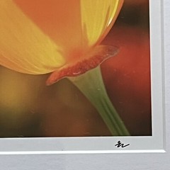 California Poppy Flower Art Photograph Signed & Framed