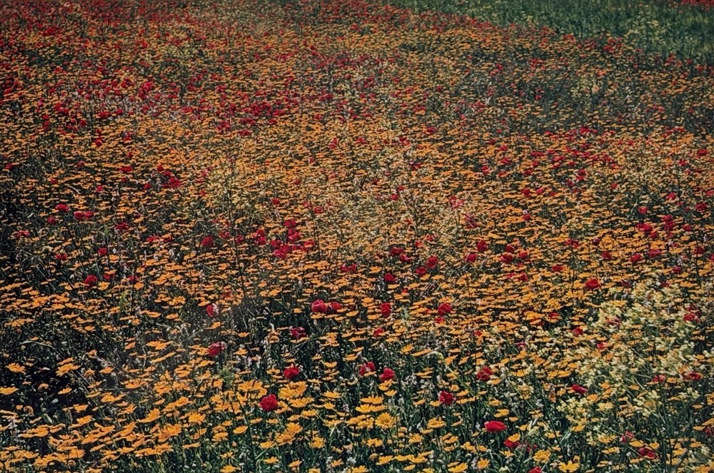 Ernst Haas «Flowers» Photograph