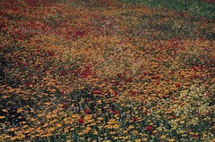 Ernst Haas «Flowers» Photograph
