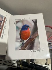 Sean Curran Color Wildlife Bird Photo Prints 8×10 Matted Lot Bluebird Bunting