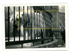 17 photos zoo zoological garden Berlin 1933 lions elephants leopards walrus