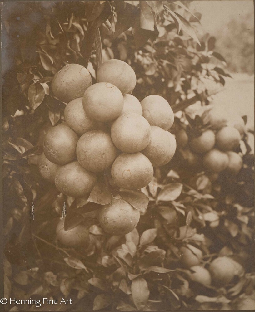 Antique 19th Century Albumen Print Photograph of Bundle of Figs on Vine, Nice!