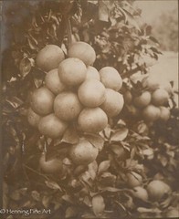 Antique 19th Century Albumen Print Photograph of Bundle of Figs on Vine, Nice!