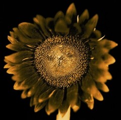 CHUCK CLOSE ‘Sunflower’, 2006/2011 SIGNED Photograph 24 x 18 in. #32/60 **NEW**