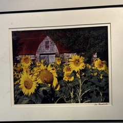Framed And Matted Sunflower Photograph By Don Chamberlain
