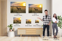 Antelope Island Pronghorn: Utah Sunset Wildlife Photography Wall Art