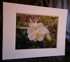 Matted Photograph: Columbine