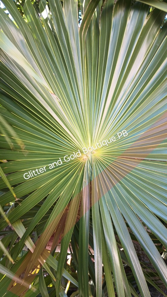 Digital Image Picture Photo Palm Tree