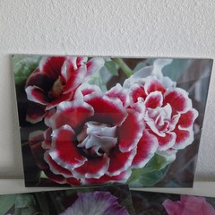 Lot Of 3 Framed Wall Decor Photographed Pictures Feat. Vibrant Flowers 14″ x 12″
