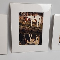 Horse Photograph Lot of 3 Equestrian Caroline Christie Signed Matted