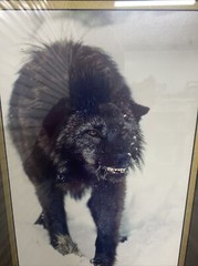 Tom Mussehl Lobo Love Wildlife “MAKE MY DAY” Wolf Photo Print w/ Name Plate