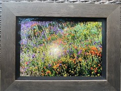 Thomas Mangelsen 10”x14” Framed Signed Piece SCENT OF SPRING picture 27931014FN