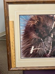 Breakfast in the Willows Porcupine Thomas Mangelsen Original Photo Grand Teton