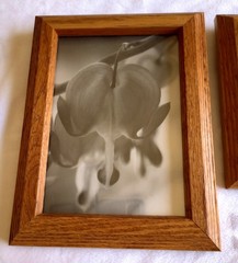 Lot4 Framed Black & White Flower Photos Tulip Rose Bleeding Heart Columbine 6×8″