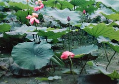ELIOT PORTER-IL Photographer-Hand Signed Dry Transfer Print-Lotus Blossoms-China