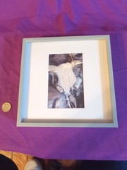 Cow Steer Skull Card Photo Framed And Matted, 8.5″ X 8.5″