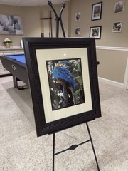 Photography Of Macaw At Grand Cayman Island. Shot With Fujifilm X-T5.