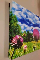 Nectar In The Field, Bees On Wild Thistle, 16×20 Canvas Photo Ltd Ed. Signed