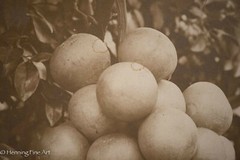 Antique 19th Century Albumen Print Photograph of Bundle of Figs on Vine, Nice!