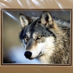 Wolf Photograph Professionally Matted Photo Professional Mat Dennis Blaisdell