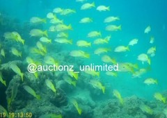 Digital Image Picture Photo Pic Andaman India underwater coral life scuba AND087