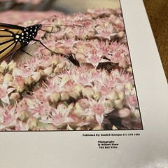 RonRLR-Designs Photographs By Wilbert Shaw Print Flower And Butterfly Beautiful