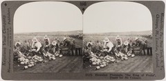Hawaiian Pineapple Photo Stereo Vintage Analog P72L6n