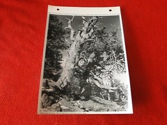 Vintage 1930’s/40’s Colorado Silver Gelatin Photo Near Dream Lake