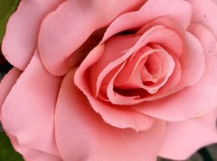«PINK ROSE»., 4×6 » PHOTO PRINT WITH MAT, FREE SHIPPING IN USA !!